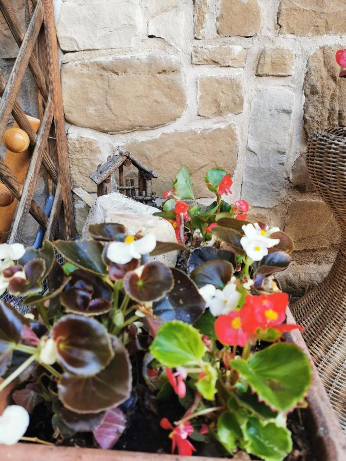 Casa Phoenix Appartamento Piano Terra Immerso Nel Verde A Pochi Minuti Dalla Ciclabile Pieve di Cadore Kültér fotó